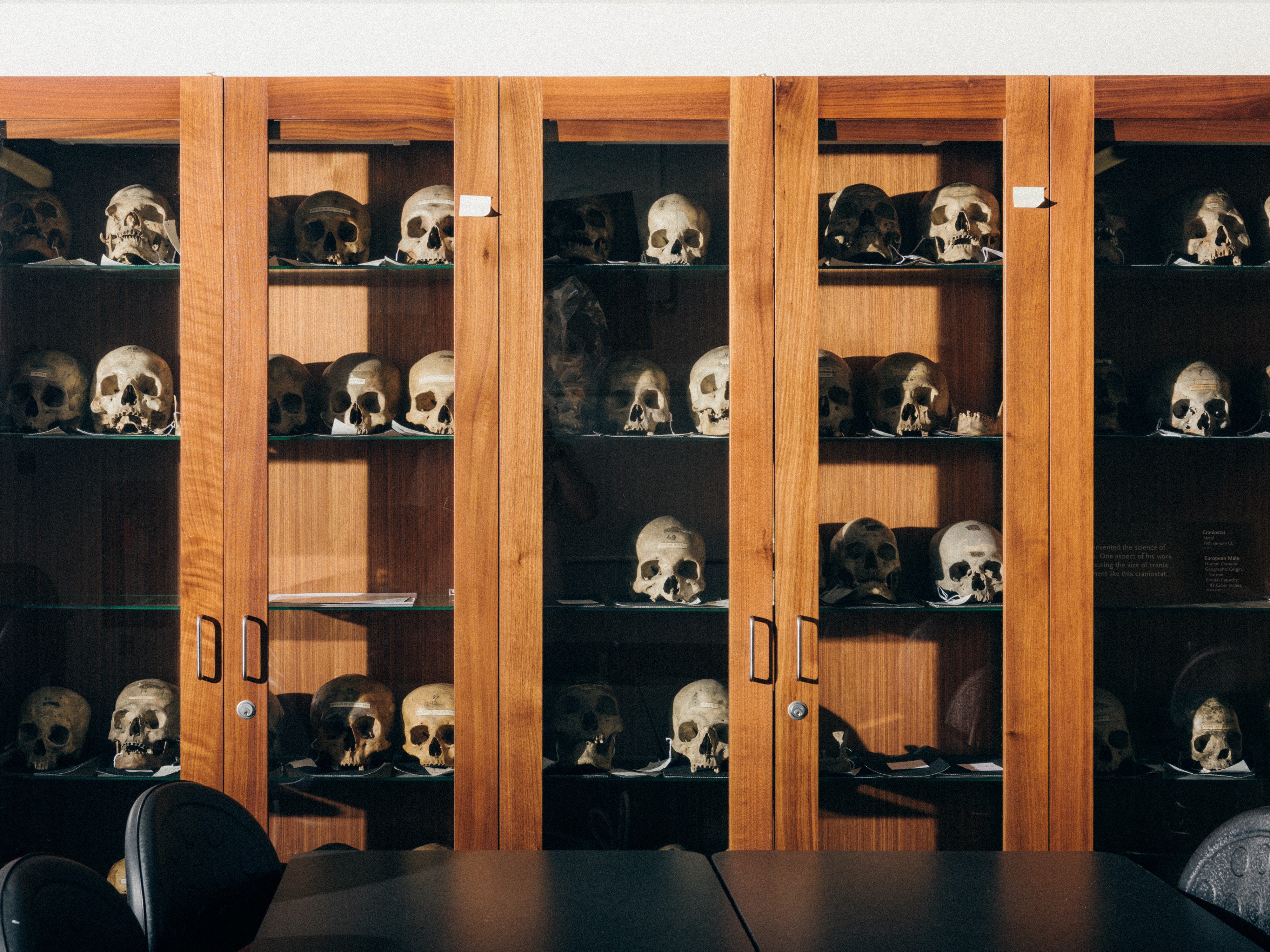 The age of the individual crania in the Morton collection ranges from several thousands years old to as recent as 250 years old. Photo by Jonah Rosenberg