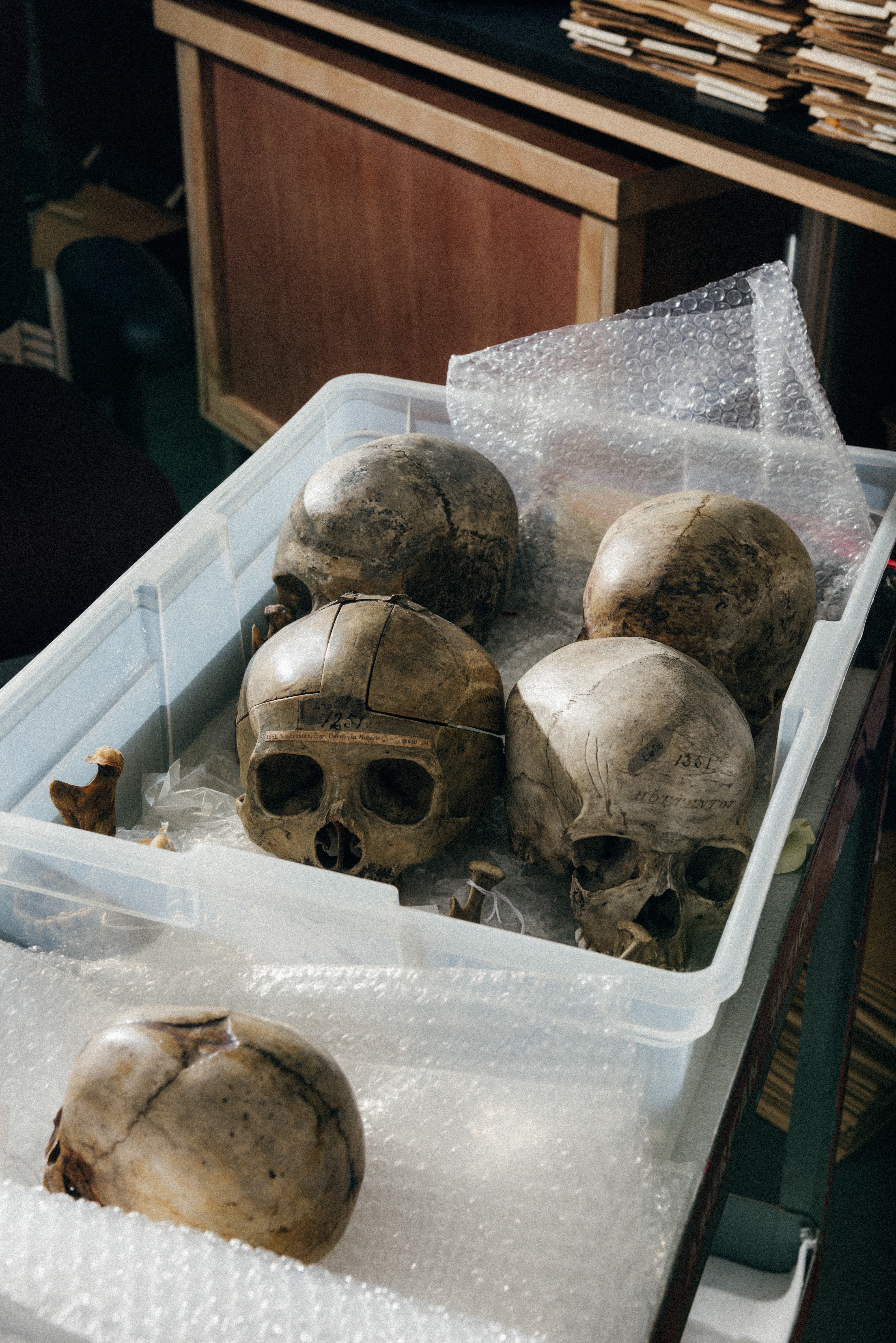 Dr. Boyd and like-minded researchers hope to extract the knowledge embedded in the museum’s skulls and bones and use it to better document how human skulls have evolved. Jonah Rosenberg