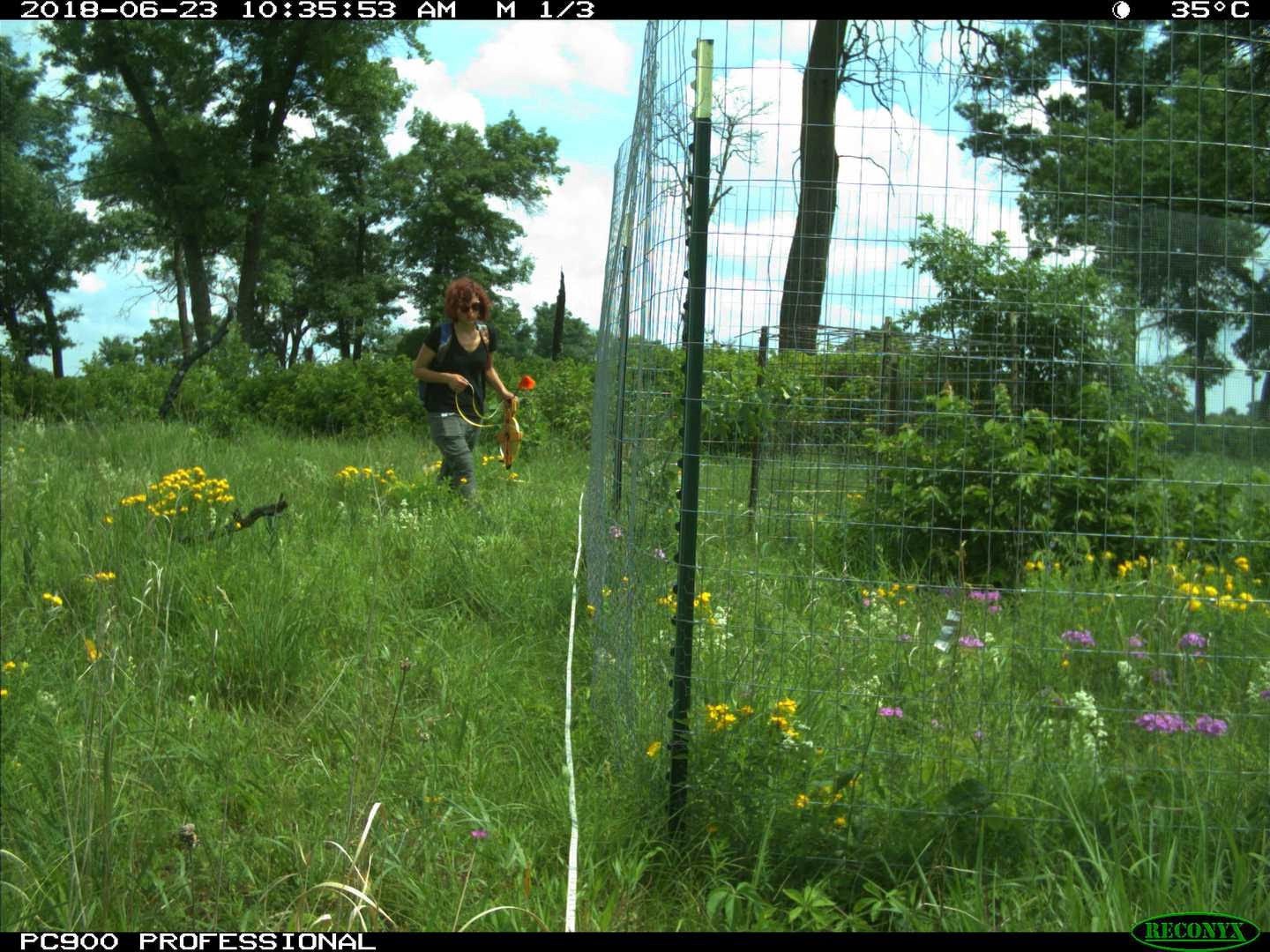 Dr. Meredith Palmer, captured in a human bycatch from a camera trap set in Wisconsin. Image: Dr. Meredith Palmer