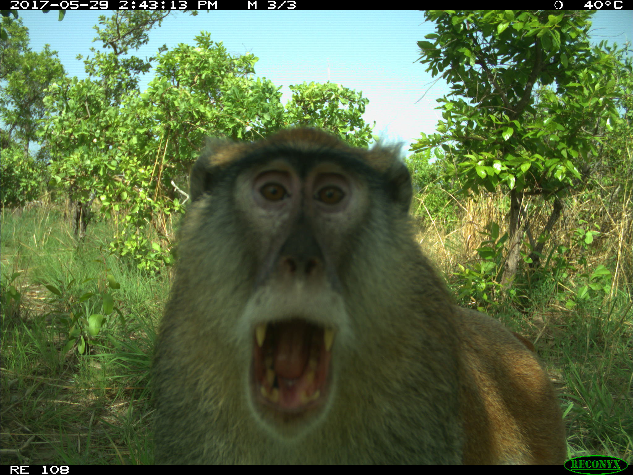 Camera traps are remotely triggered when they detect movement and body heat. Many camera traps are originally conceived to survey wildlife, but inadvertently end up capturing “human bycatch” in their images. Images: Dr. Nyeema C. Harris/University of Michigan.