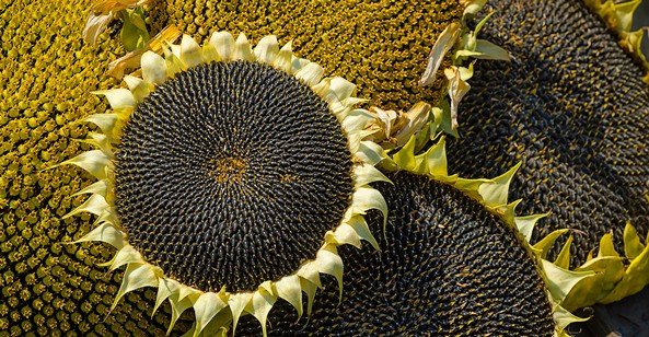 The spiral arrangements of seeds on a sunflower provides a model for optimum arrangement of heliostats in a concentrated solar plant. Photo © iStockphoto.com/undefined_undefined